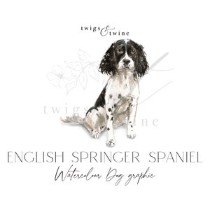 Zwart-wit Engelse springerspaniël aquarel hond illustratie grafisch - commercieel gebruik - met en zonder slagschaduw