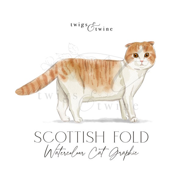 Scottish Fold watercolor cat illustration graphic - Commercial use - with and without drop shadow - transparent background png