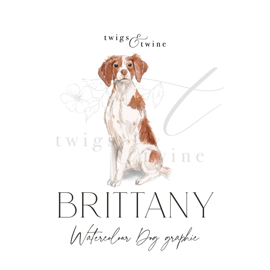 Brittany Watercolor Dog Illustration Graphic Commercial Use - Etsy
