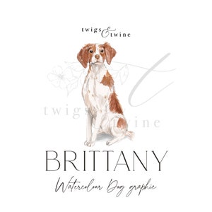 Illustration aquarelle chien Bretagne - usage commercial - avec et sans ombre portée - arrière-plan transparent png