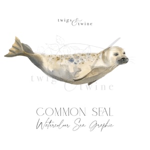 Clipart acquerello di foca comune - illustrazione grafica dipinta a mano - uso commerciale - versioni tropicali e tenui