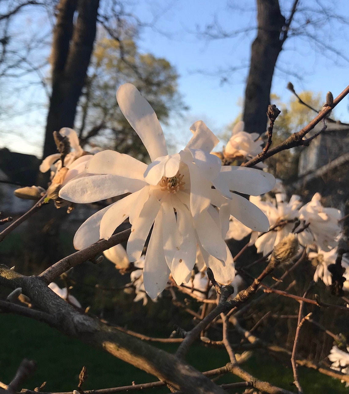 Star Magnolia Flower Essence Etsy
