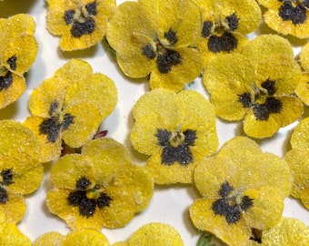 24 Edible Candied Pansies  - Crystallized Real Pansy Flowers - Yellow Violas