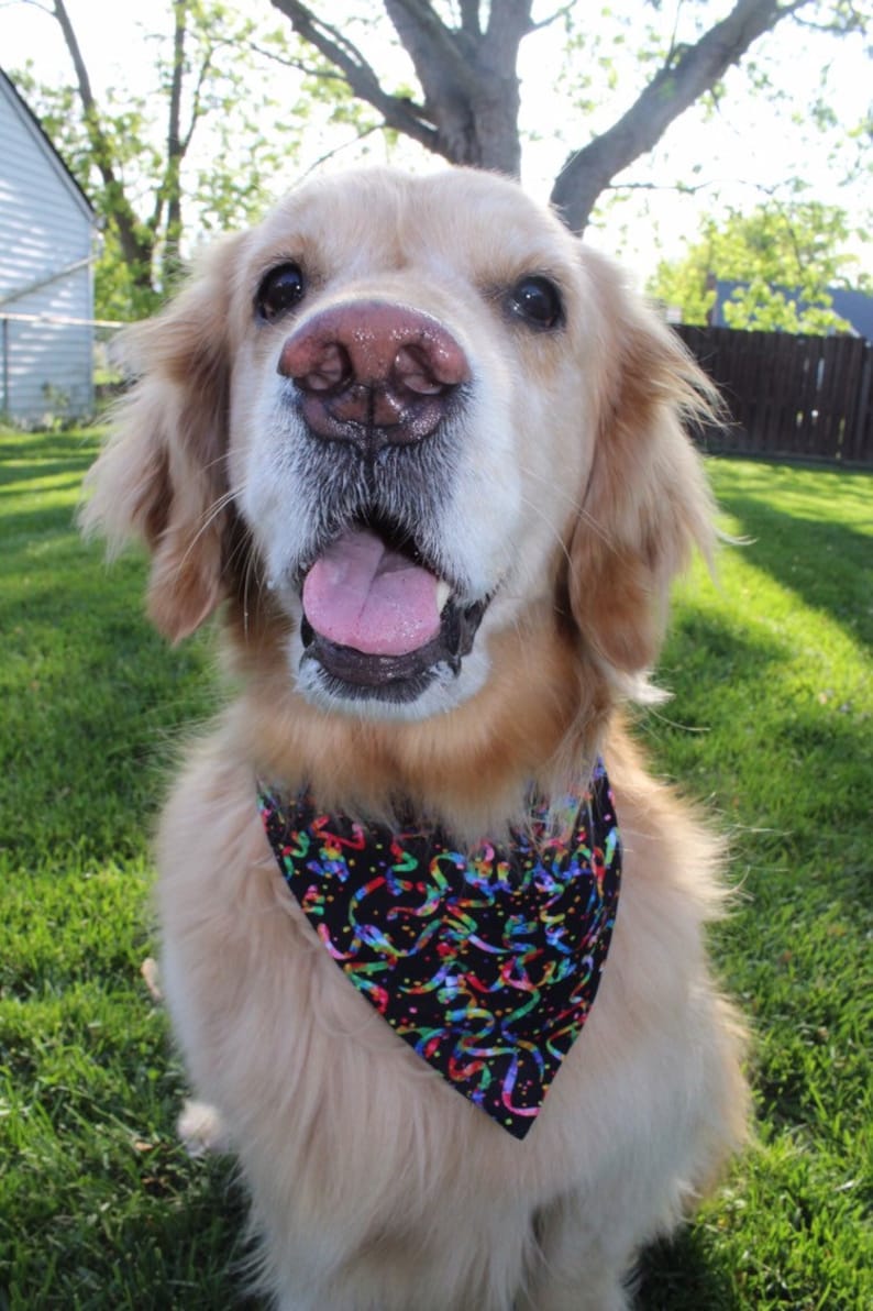 slide on dog bandana