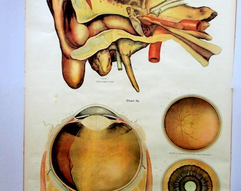 Ships FREE! 1918 Frohse Anatomy Chart No 5:  Human Ear and Eye  Original Nystrom Color Lithograph XL Wall Art  Rare  Made in USA  3.5'  x 6'