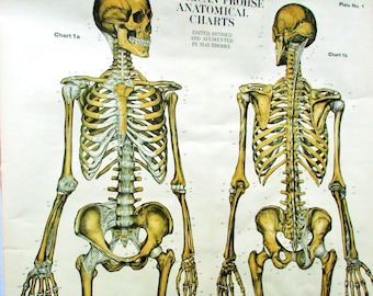 Ships FREE! 1918 Frohse Anatomy Chart No 1:  Human Skeletal System  Original Nystrom Color Lithograph  XL Wall Art  Made in USA  3.5'x 6'