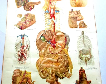 Ships FREE! 1947 Frohse Anatomy Chart No 8:  Human Digestive System  Original Nystrom Color Lithograph  XL Wall Art  Made in USA  3.5'x 6'