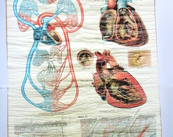 Ships FREE! 1918 Frohse Anatomy Chart No 4: Circulation, Heart + Skin Systems Original Nystrom Color Lithograph XL Wall Art Rare Made in USA