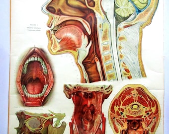 Ships FREE! 1918 Frohse Anatomy Chart No 7:  Human Head + Neck  Original Nystrom Color Lithograph  XL Wall Art   Rare  Made in USA  3.5'x 6'
