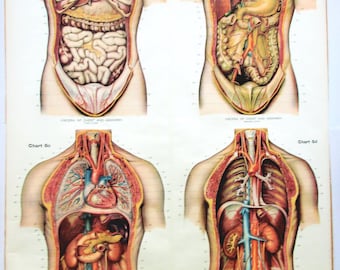 Ships FREE! 1918 Frohse Anatomy Chart No 6:  Human Chest + Abdomen / Viscera  Original Nystrom Color Lithograph  XL Wall Art  USA  3.5'x 6'