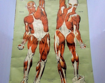 Ships FREE! 1918 Frohse Anatomy Chart No 2:  Human Muscular System Original Nystrom Color Lithograph  XL Wall Art  Made in USA  3.5' x 6'