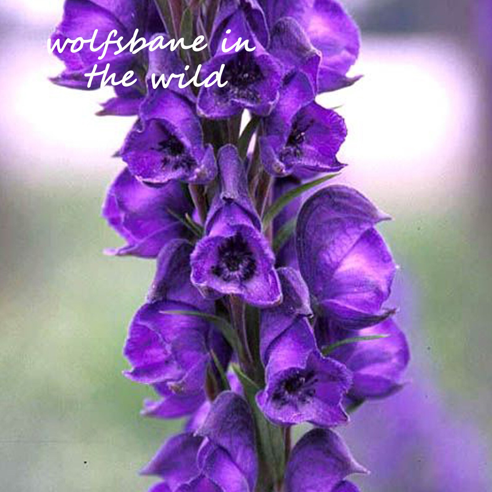 Wolfsbane Poisonous Plant Botanical Art For Macabre Decor Etsy