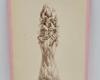 Snow Plant~Cabinet Card Photo~Print of Scientific Drawing Sarcodes Sanguinea