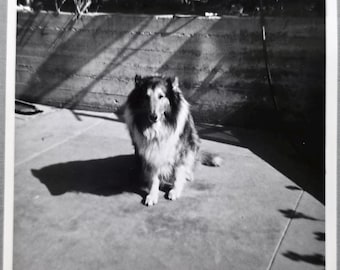 Collie Dog Lassie Look Alike Vintage Photo, Dog and Its Shadow