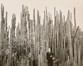 Cactus de tubo de órgano muy alto RPPC: Mujer de pie al frente, gran escala