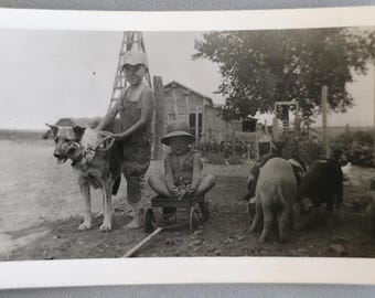 Junge in Wagon & Andere mit Hund Vintage Schnappschuss, Bauernhof Schweine grasend