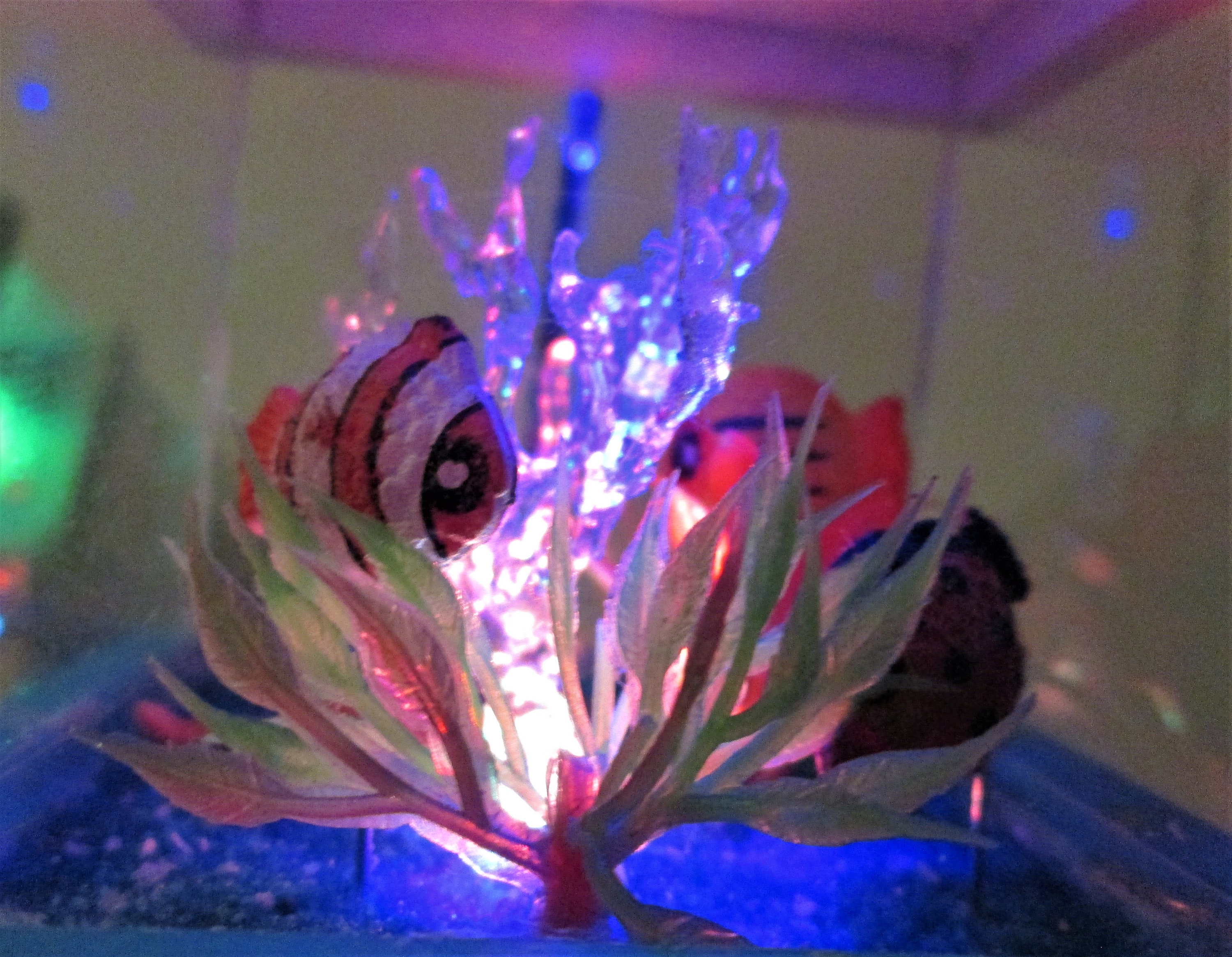 112 scale miniature aquarium with three fish, miniature LED fish tank