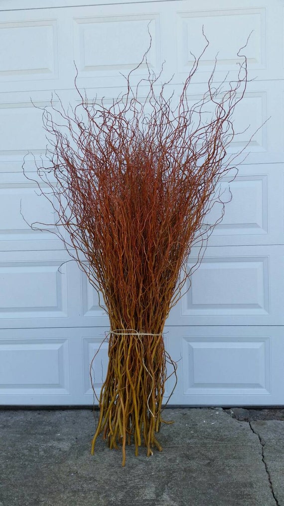 Curly Willow Tall 50 / 100 stems