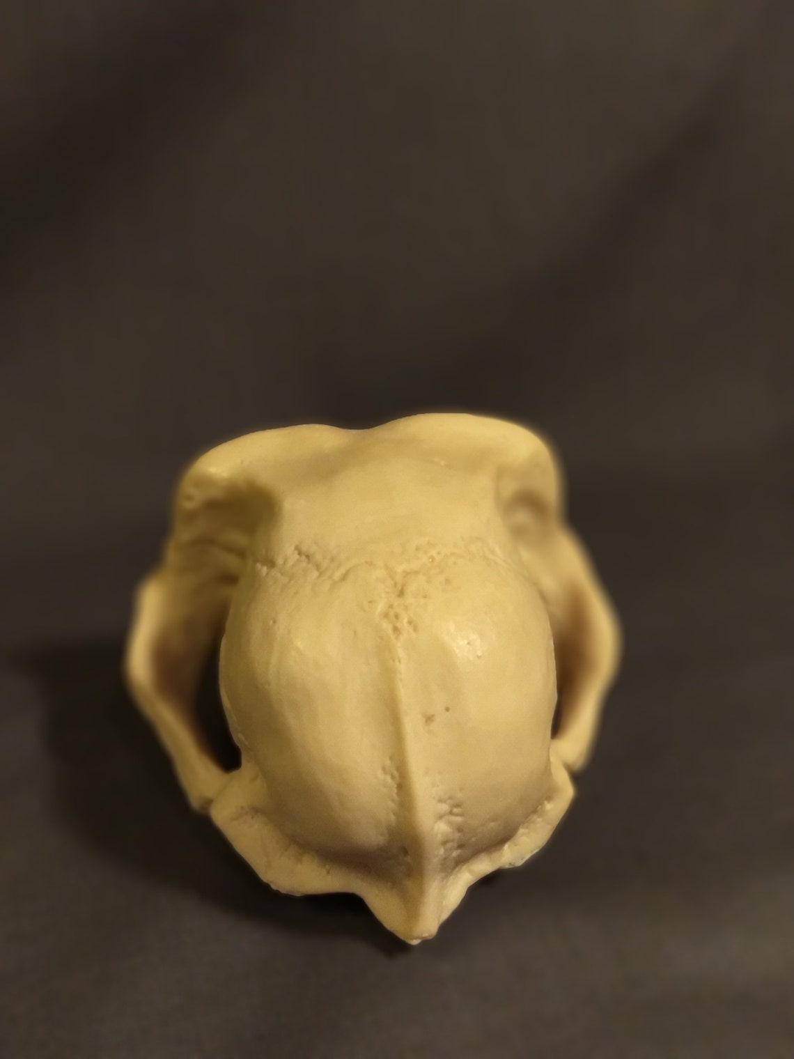 Monkey skull replica Monkey skull replica Etsy