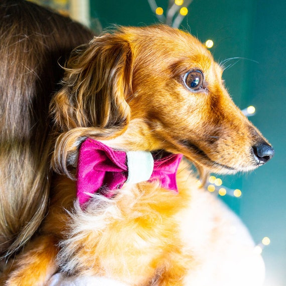 Fiocco per cane di Natale fatto a mano Accessori per cani da Natale Accessori  per collari per cani Papillon per cani Fiocco per cani rosso Accessori  fotografici per cani -  Italia