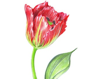 Purple painted tulip. Colored drawing flower art handmade