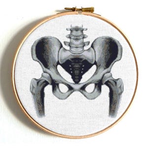 May include: A cross-stitch embroidery hoop featuring a detailed anatomical illustration of a human pelvis, rendered in shades of grey.