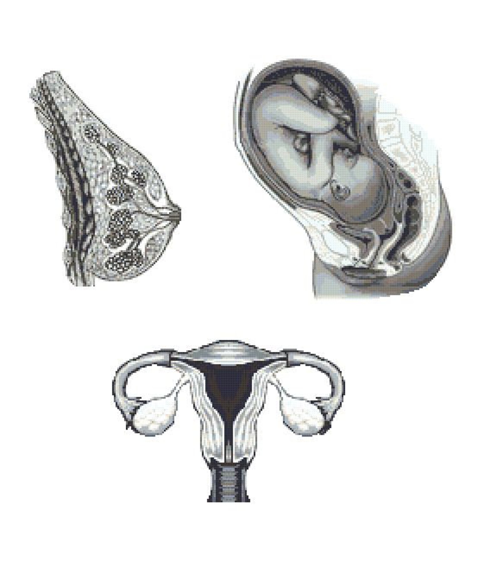 Anatomical Breast Uterus Ovary Modern Cross Stitch Pattern Human ...