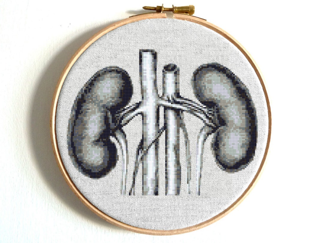Modern Cross Stitch Pattern Kidneys Human Anatomy Cross Stitch Etsy