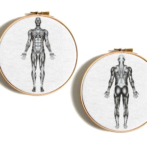 Anatomy cross stitch pattern, Musculature cross stitch, Funny counted cross stitch, Modern cross stitch Body cross stitch, Embroidery chart