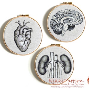 Human anatomy cross stitch pattern PDF Human heart cross stitch Kidney Anatomy Brain Modern cross stitch Counted cross stitch chart body PDF