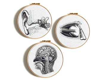May include: Three black and white anatomical illustrations of the human eye, ear, and brain, each framed in a circular wooden hoop.