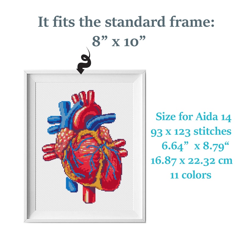 Anatomical heart cross stitch pattern Human Heart embroidery Modern cross stitch anatomy image 2