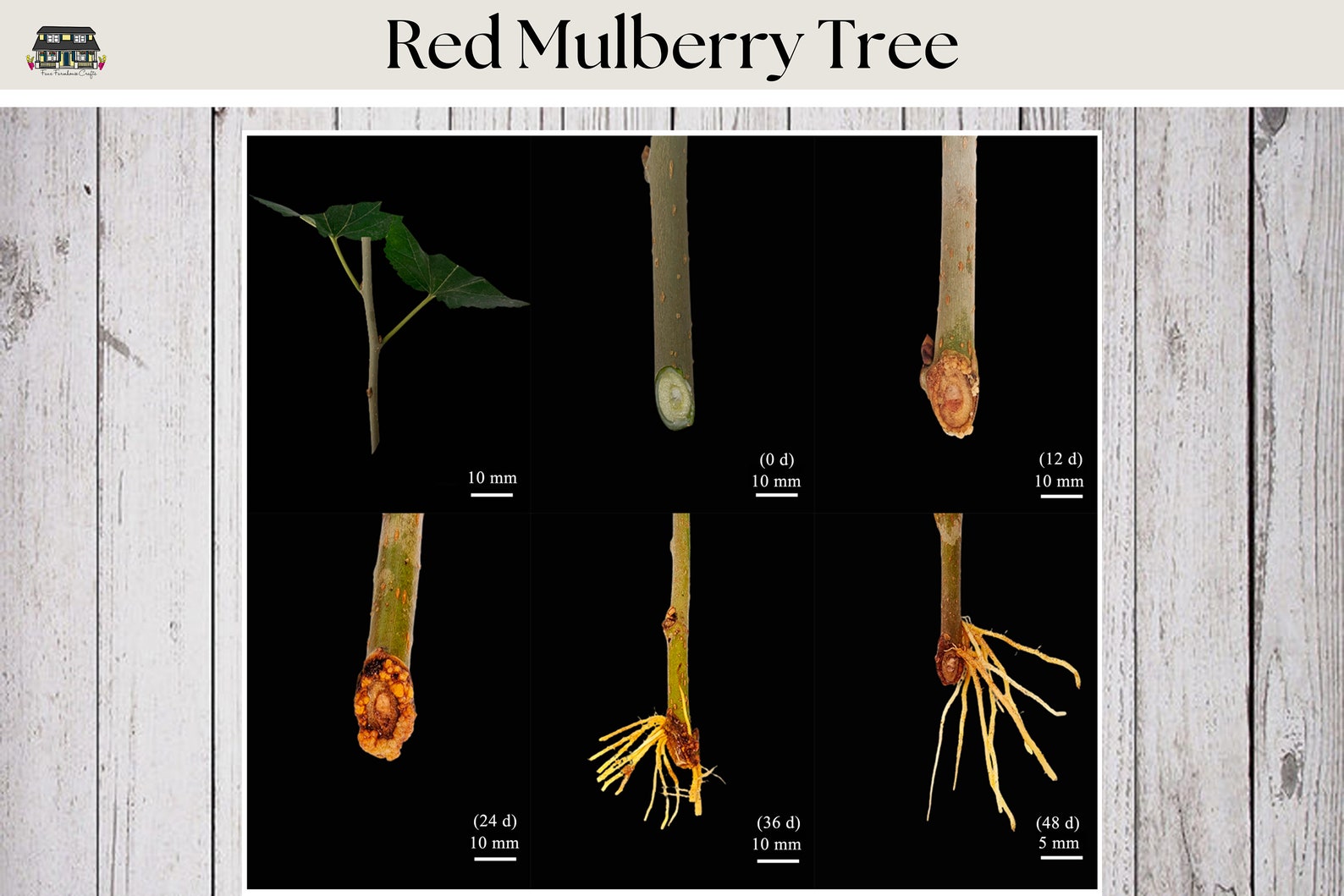 Mulberry Tree Cuttings: Fast Growing, Easy to Root (6-8