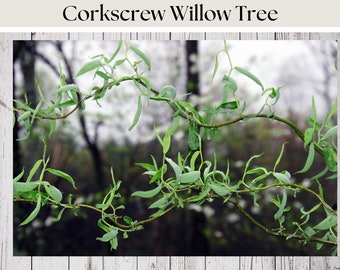 Corkscrew Willow Cuttings, curly willow tree, unrooted cuttings, easy propagating, fast rooting and fast growing, plus FREE cuttings