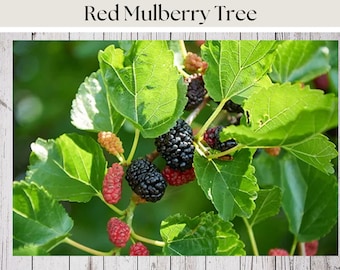 Red Mulberry Tree Cuttings, Live Cuttings, Fast Growing, Easy to Root, Fruit Trees, 6"-8" Cuttings, Plus FREE Cuttings With Every Order