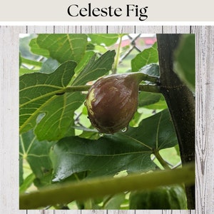 Celeste Fig Tree Cuttings, Live Cuttings, Easy Rooting, Fast Growing, Delicious Fruit, plus FREE cuttings