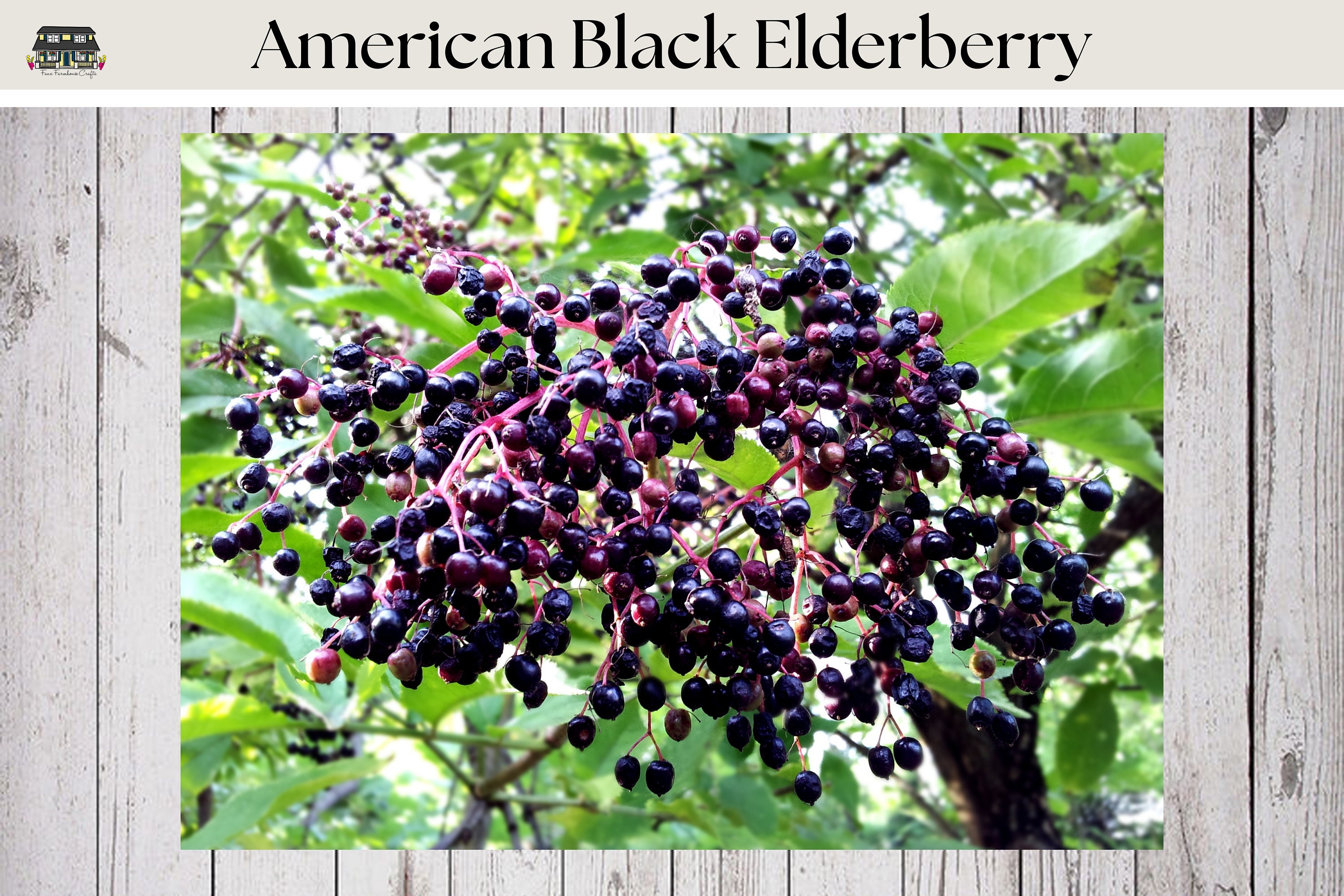 Fresh Elderberry Cuttings, fast and easy rooting, quick growing, ideal for zones 3-9, cut to order, *limited supply*