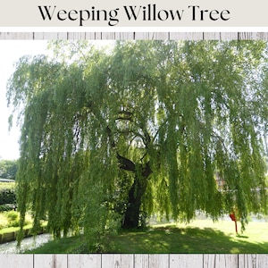 May include: A vibrant image of a weeping willow tree with long, cascading branches of green leaves. The tree stands in a grassy area near a small stream. The text "Weeping Willow Tree" is displayed at the top of the image.