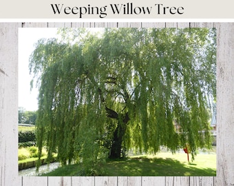 Weeping Willow Tree Cuttings, Fast growing, Easy rooting, 6"-8" long, FREE cuttings in every order