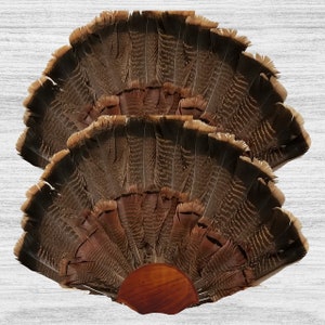 May include: Three brown turkey tail feathers mounted on a wooden base. The feathers are arranged in a fan shape, with the tips of the feathers pointing outwards.