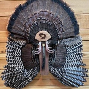 Turkey tail/wing mount.