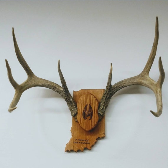 Whitetail Deer Antler Plaque Taxidermy Mount For Sale