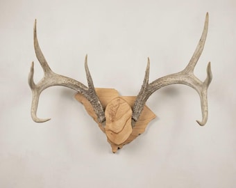 May include: A pair of light-colored deer antlers mounted on a wooden plaque shaped like the state of South Carolina. The antlers feature multiple points and a textured surface, while the wooden base displays a natural grain pattern.