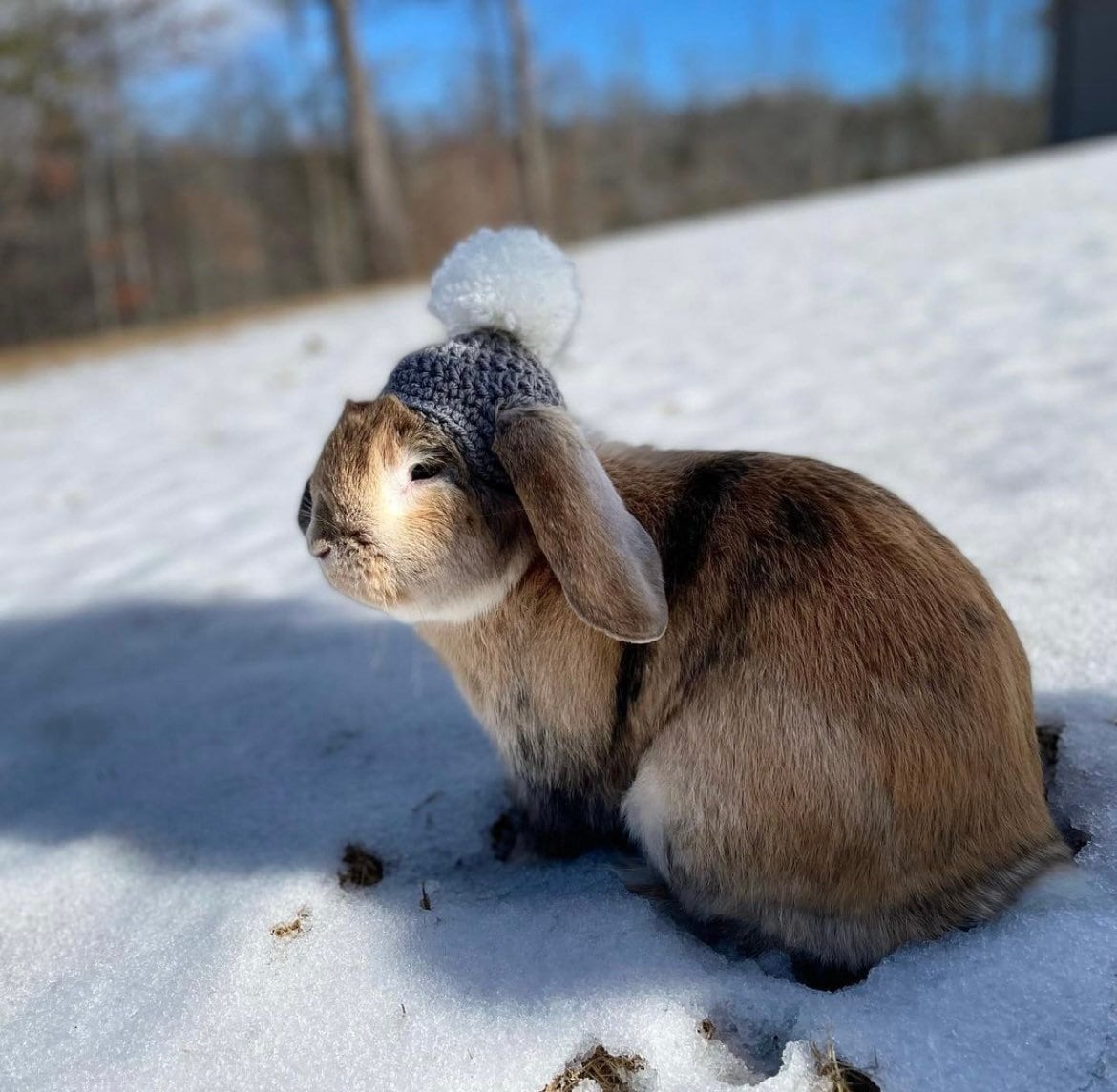 Shoes for hotsell rabbits
