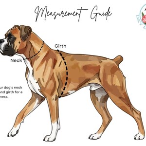 Op de afbeelding: Een ge&iuml;llustreerde gids voor het meten van de nek en borstomvang van een hond voor een halsband of tuigje. De afbeelding toont een bruin-witte Boxerhond met stippellijnen die de meetpunten aangeven. Tekst bevat "Measurement Guide" en "Lucy Lou's Designs."
