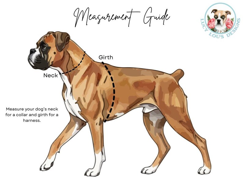 Op de afbeelding: Een ge&iuml;llustreerde gids voor het meten van de nek en borstomvang van een hond voor een halsband of tuigje. De afbeelding toont een bruin-witte Boxerhond met stippellijnen die de meetpunten aangeven. Tekst bevat "Measurement Guide" en "Lucy Lou's Designs."