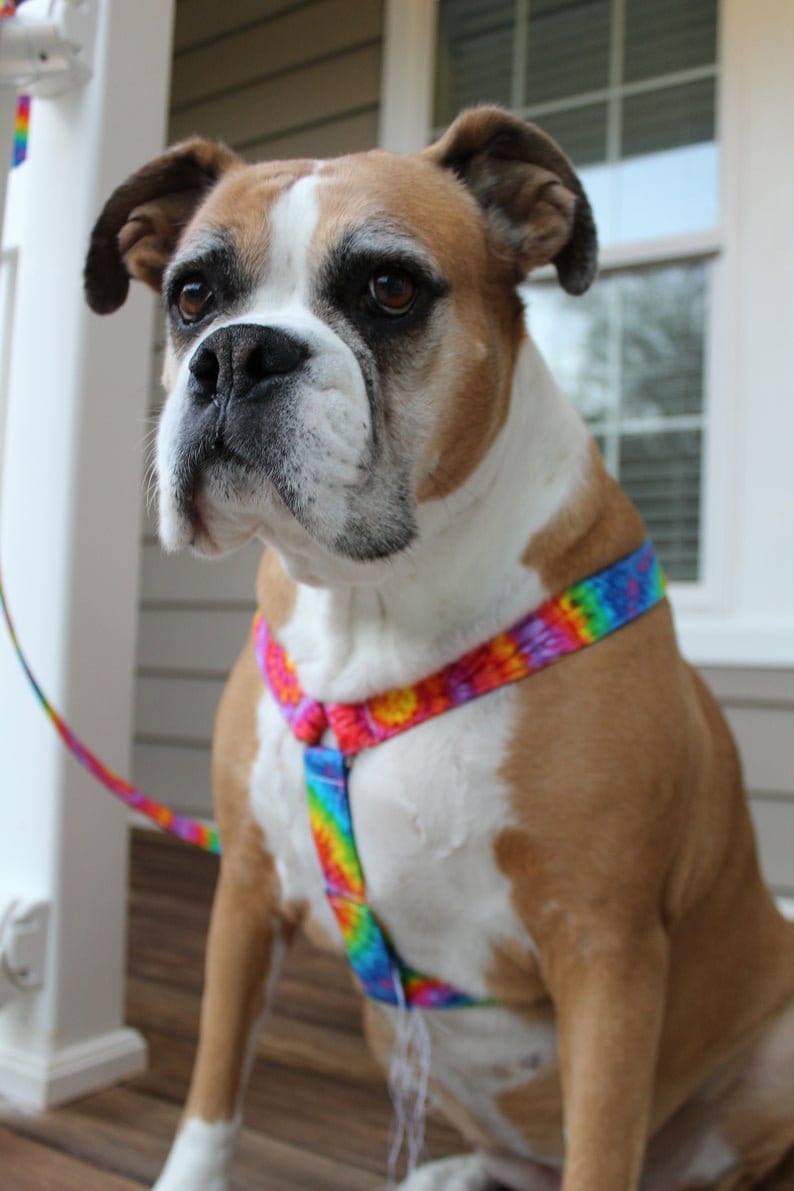 Tie Dye Dog Harness - Personalized Dog Harness - Unisex Dog Harness - Large Dog Harness - Custom Dog Harness - Adjustable Dog Harness image 4