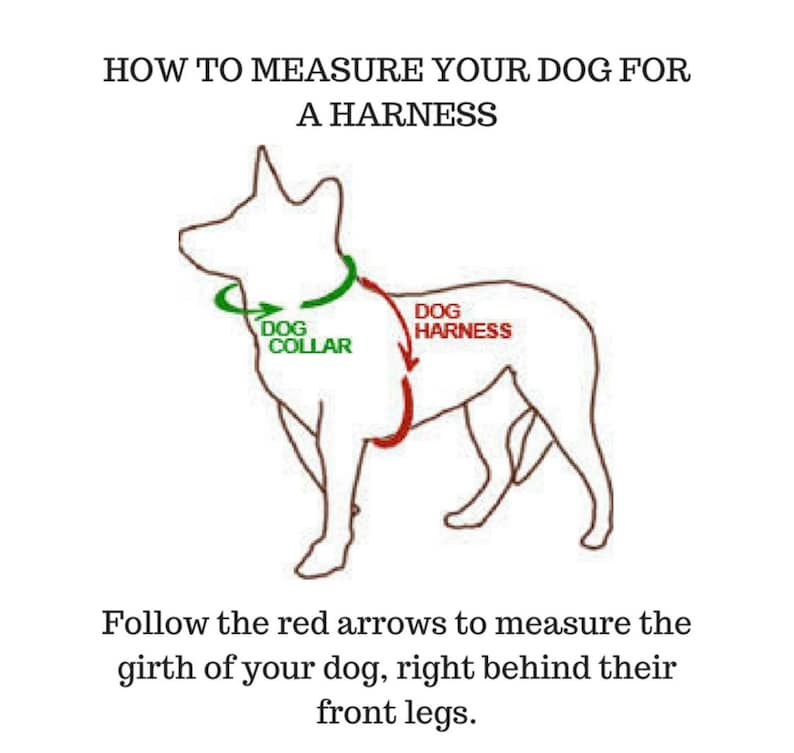 May include: Diagram showing how to measure a dog for a harness. A red arrow points to the area behind the dog's front legs where the measurement should be taken. The text reads "Follow the red arrows to measure the girth of your dog, right behind their front legs."