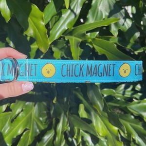 Chick Magnet Dog Collar - Funny Dog Collar - Chicken Dog Collar - Male Dog Collar