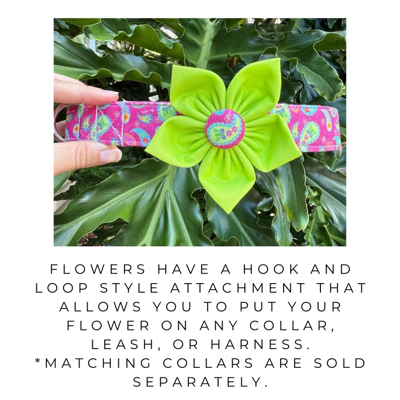 Op de afbeelding: Een roze paisley-halsband voor honden met een grote limoengroene bloem. De bloem heeft een knoop in het midden met een bloemmotief. De halsband wordt door een hand voor groene bladeren gehouden. De tekst op de afbeelding luidt: "BLOEMEN HEBBEN EEN HAAK- EN LUS-STIJL BEVESTIGING WAARMEE U UW BLOEM OP ELKE HALSBAND, RIEM OF TUIG KUNT PLAATSEN."
